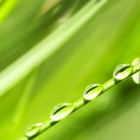 Morning-Dew - Утренняя роса